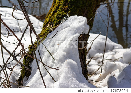 Brilliant granular snow melts under warm March sun, clinging to a mossy tree trunk by a peaceful riverside, hinting at spring's thaw Brilliant granular snow melts under warm March sun, clinging to a mossy tree trunk by a peaceful riverside, hinting at spring's thaw 137678954