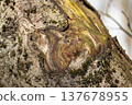 Weathered tree bark, close-up. Raw nature's abstract art: a textured tapestry of rugged patterns, earthy moss, and rich organic colors. Authentic forest detail 137678955