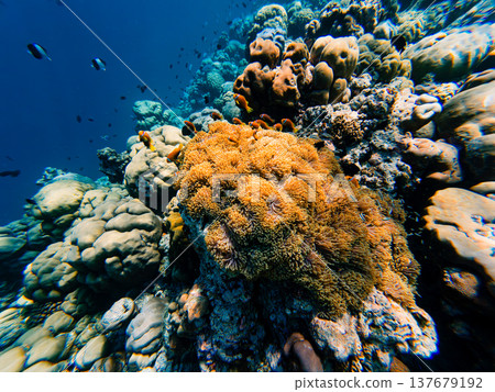 Clownfish swim among sea anemone Clownfish swim among sea anemone 137679192