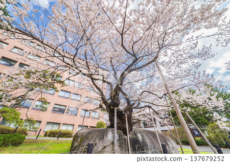 岩手縣：盛岡市石割櫻花盛開 137679252