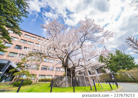 岩手縣:盛岡市石割櫻花盛開 岩手縣:盛岡市石割櫻花盛開 137679253