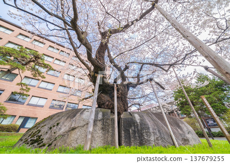 Iwate Prefecture: Ishiwari Cherry Tree in Full Bloom in Morioka City Iwate Prefecture: Ishiwari Cherry Tree in Full Bloom in Morioka City 137679255