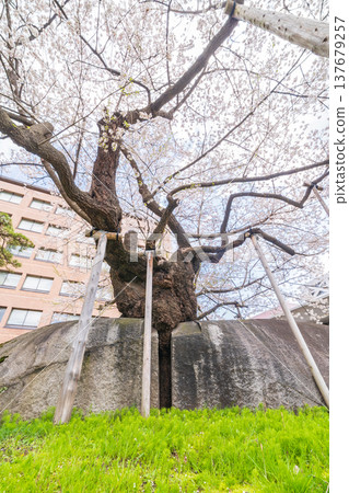 Iwate Prefecture: Ishiwari Cherry Tree in Full Bloom in Morioka City 137679257