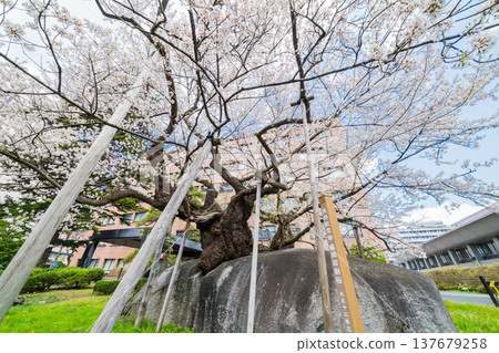 Iwate Prefecture: Ishiwari Cherry Tree in Full Bloom in Morioka City 137679258