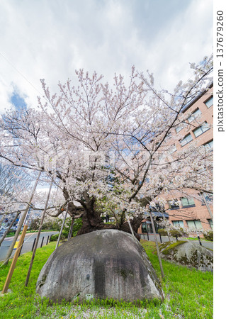 Iwate Prefecture: Ishiwari Cherry Tree in Full Bloom in Morioka City 137679260