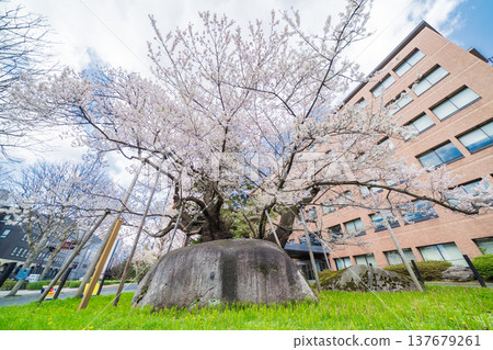 岩手縣:盛岡市石割櫻花盛開 岩手縣:盛岡市石割櫻花盛開 137679261