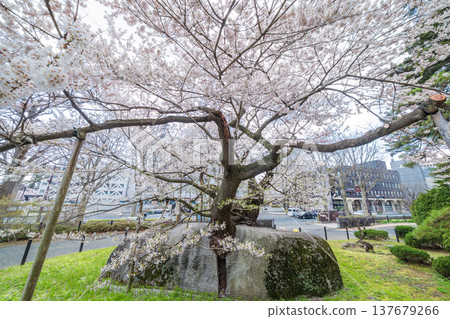 Iwate Prefecture: Ishiwari Cherry Tree in Full Bloom in Morioka City Iwate Prefecture: Ishiwari Cherry Tree in Full Bloom in Morioka City 137679266