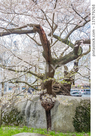 Iwate Prefecture: Ishiwari Cherry Tree in Full Bloom in Morioka City 137679268