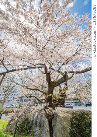 Iwate Prefecture: Ishiwari Cherry Tree in Full Bloom in Morioka City 137679269
