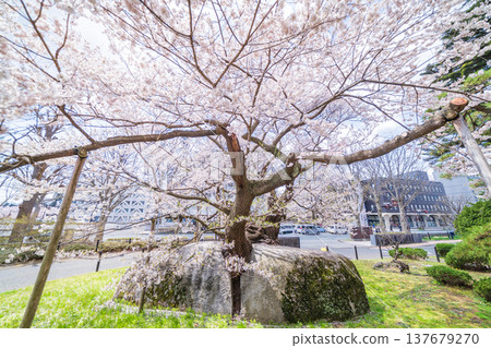 岩手縣:盛岡市石割櫻花盛開 岩手縣:盛岡市石割櫻花盛開 137679270