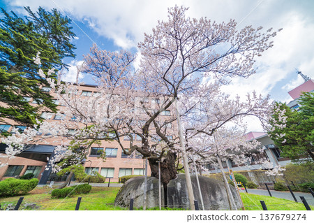 Iwate Prefecture: Ishiwari Cherry Tree in Full Bloom in Morioka City Iwate Prefecture: Ishiwari Cherry Tree in Full Bloom in Morioka City 137679274