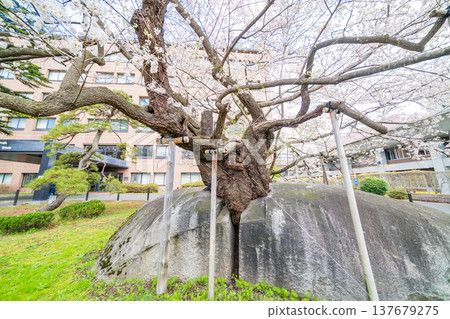 Iwate Prefecture: Ishiwari Cherry Tree in Full Bloom in Morioka City 137679275