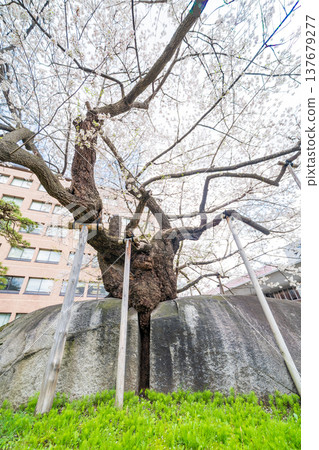 岩手縣:盛岡市石割櫻花盛開 岩手縣:盛岡市石割櫻花盛開 137679277