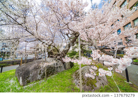 Iwate Prefecture: Ishiwari Cherry Tree in Full Bloom in Morioka City Iwate Prefecture: Ishiwari Cherry Tree in Full Bloom in Morioka City 137679279
