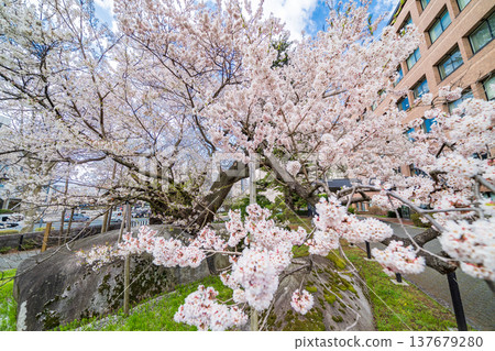 Iwate Prefecture: Ishiwari Cherry Tree in Full Bloom in Morioka City 137679280