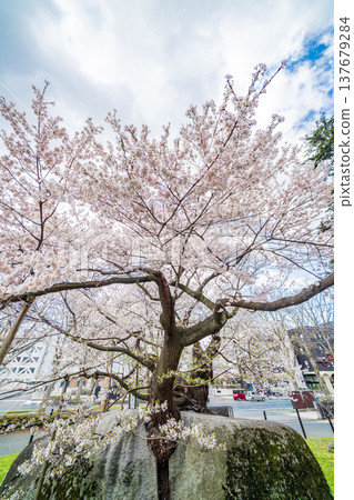 Iwate Prefecture: Ishiwari Cherry Tree in Full Bloom in Morioka City 137679284