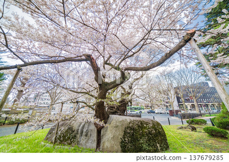 Iwate Prefecture: Ishiwari Cherry Tree in Full Bloom in Morioka City Iwate Prefecture: Ishiwari Cherry Tree in Full Bloom in Morioka City 137679285