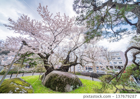 Iwate Prefecture: Ishiwari Cherry Tree in Full Bloom in Morioka City Iwate Prefecture: Ishiwari Cherry Tree in Full Bloom in Morioka City 137679287