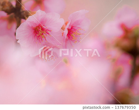 Spring-like background 137679350