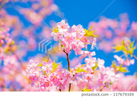 早春時節，河津櫻花盛開，近距離拍攝。 137679389