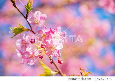 Kawazu cherry blossoms in early spring, in full bloom, close-up. 137679390