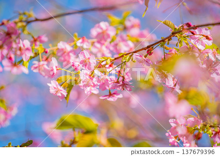Kawazu cherry blossoms in early spring, in full bloom, close-up. Kawazu cherry blossoms in early spring, in full bloom, close-up. 137679396