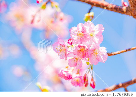 Kawazu cherry blossoms in early spring, in full bloom, close-up. Kawazu cherry blossoms in early spring, in full bloom, close-up. 137679399