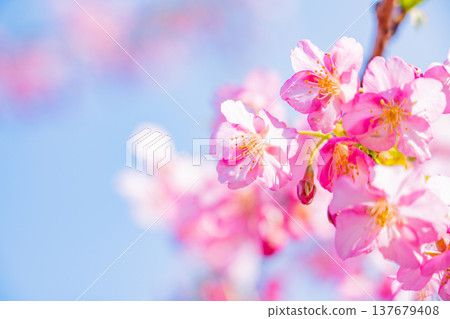 Kawazu cherry blossoms in early spring, in full bloom, close-up. Kawazu cherry blossoms in early spring, in full bloom, close-up. 137679408