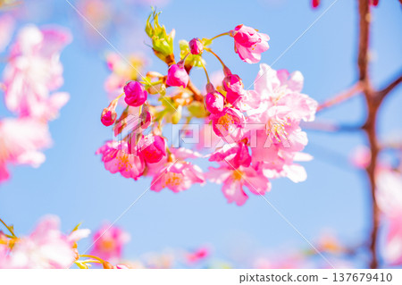 早春時節,河津櫻花盛開,近距離拍攝。 早春時節,河津櫻花盛開,近距離拍攝。 137679410