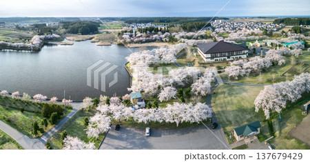 從空中俯瞰青森縣奧入瀨町伊調公園盛開的櫻花。 137679429