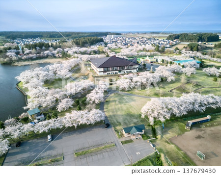 Aerial view of cherry blossoms in full bloom at Icho Park in Oirase Town, Aomori Prefecture. Aerial view of cherry blossoms in full bloom at Icho Park in Oirase Town, Aomori Prefecture. 137679430