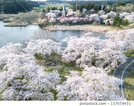 從空中俯瞰青森縣奧入瀨町伊調公園盛開的櫻花。 137679431