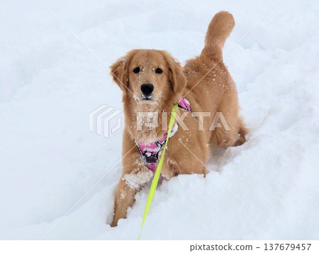 Golden retriever playing in the snow Golden retriever playing in the snow 137679457