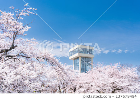 "Aomori Prefecture" Cherry blossoms in full bloom and scenery of Tatehana Park, Hachinohe City "Aomori Prefecture" Cherry blossoms in full bloom and scenery of Tatehana Park, Hachinohe City 137679484