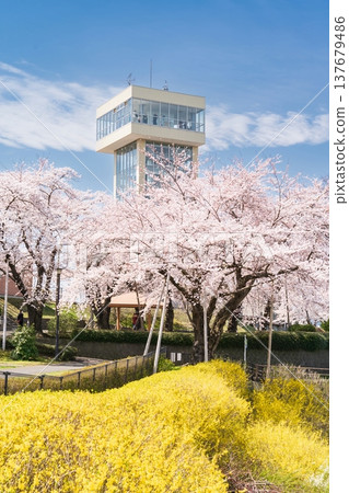 青森縣八戶市立花公園櫻花盛開的美景 青森縣八戶市立花公園櫻花盛開的美景 137679486