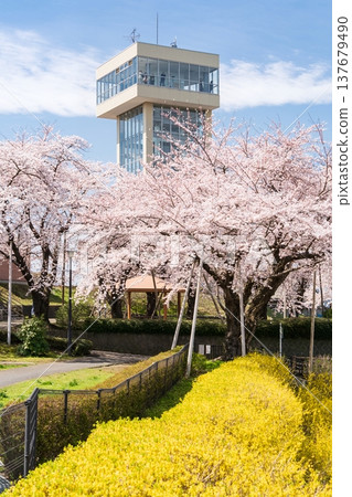 青森縣八戶市立花公園櫻花盛開的美景 青森縣八戶市立花公園櫻花盛開的美景 137679490