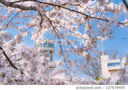 青森縣八戶市立花公園櫻花盛開的美景 137679495