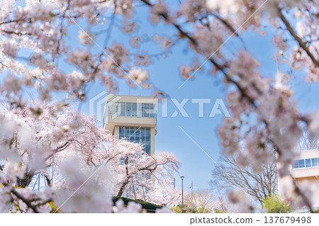 "Aomori Prefecture" Cherry blossoms in full bloom and scenery of Tatehana Park, Hachinohe City "Aomori Prefecture" Cherry blossoms in full bloom and scenery of Tatehana Park, Hachinohe City 137679498