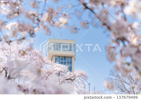 青森縣八戶市立花公園櫻花盛開的美景 青森縣八戶市立花公園櫻花盛開的美景 137679499