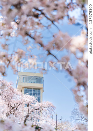 青森縣八戶市立花公園櫻花盛開的美景 青森縣八戶市立花公園櫻花盛開的美景 137679500