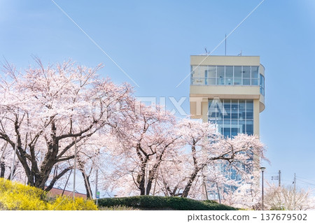 "Aomori Prefecture" Cherry blossoms in full bloom and scenery of Tatehana Park, Hachinohe City "Aomori Prefecture" Cherry blossoms in full bloom and scenery of Tatehana Park, Hachinohe City 137679502