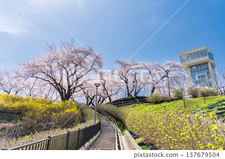 青森縣八戶市立花公園櫻花盛開的美景 青森縣八戶市立花公園櫻花盛開的美景 137679504