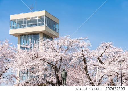 青森縣八戶市立花公園櫻花盛開的美景 青森縣八戶市立花公園櫻花盛開的美景 137679505