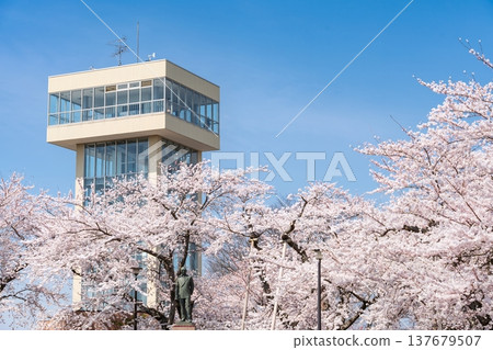 "Aomori Prefecture" Cherry blossoms in full bloom and scenery of Tatehana Park, Hachinohe City "Aomori Prefecture" Cherry blossoms in full bloom and scenery of Tatehana Park, Hachinohe City 137679507