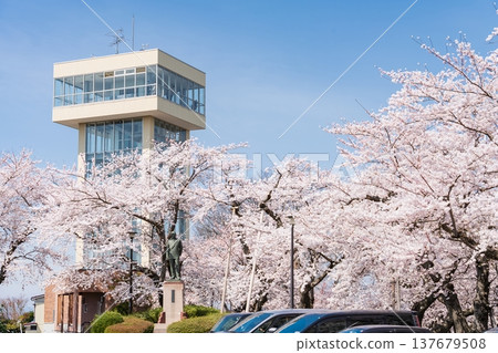 "Aomori Prefecture" Cherry blossoms in full bloom and scenery of Tatehana Park, Hachinohe City "Aomori Prefecture" Cherry blossoms in full bloom and scenery of Tatehana Park, Hachinohe City 137679508
