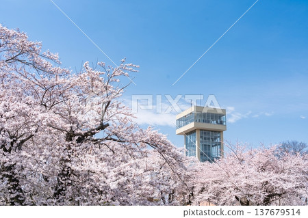 "Aomori Prefecture" Cherry blossoms in full bloom and scenery of Tatehana Park, Hachinohe City "Aomori Prefecture" Cherry blossoms in full bloom and scenery of Tatehana Park, Hachinohe City 137679514