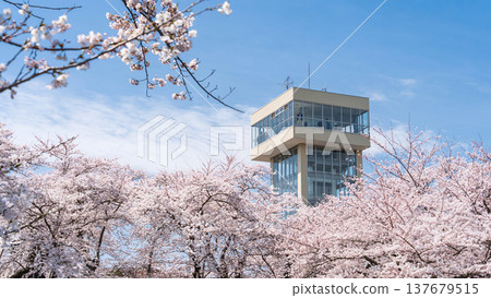 青森縣八戶市立花公園櫻花盛開的美景 137679515
