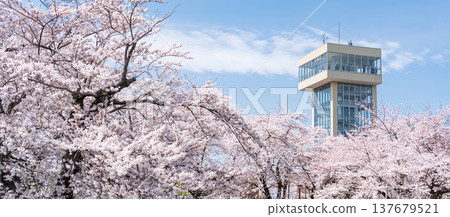 青森縣八戶市立花公園櫻花盛開的美景 137679521