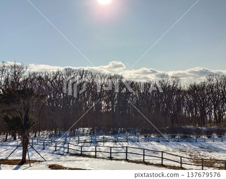 雪地上的柵欄與陽光：北海道的冬日景色。 137679576