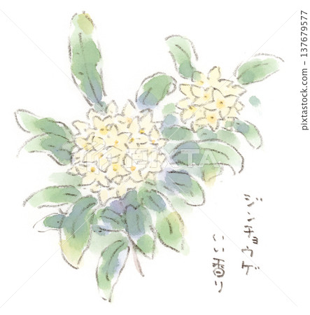 一幅描繪春季植物瑞香（Daphne odora）的水彩插圖。 137679577